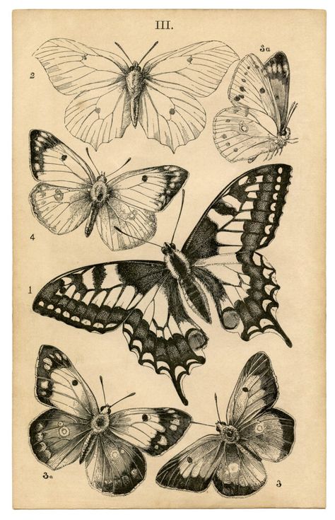 8 Butterfly & Bug Ephemera Book Pages! - The Graphics Fairy Borboleta Tattoo, Petit Tattoo, Graphics Fairy, Butterfly Wall Decor, Butterfly Drawing, Desenho Tattoo, Butterfly Wall Art, Scientific Illustration, Vintage Butterfly