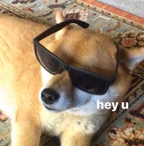 15 Hilarious Shiba Inu Memes Will Make Your Day Funny Shiba Inu Pictures, Shiba Meme, Shiba Inu Funny, Funny Shiba, Reaction Pic, Shiba Inu Dog, Reaction Pics, Cute Dogs And Puppies, Meme Faces