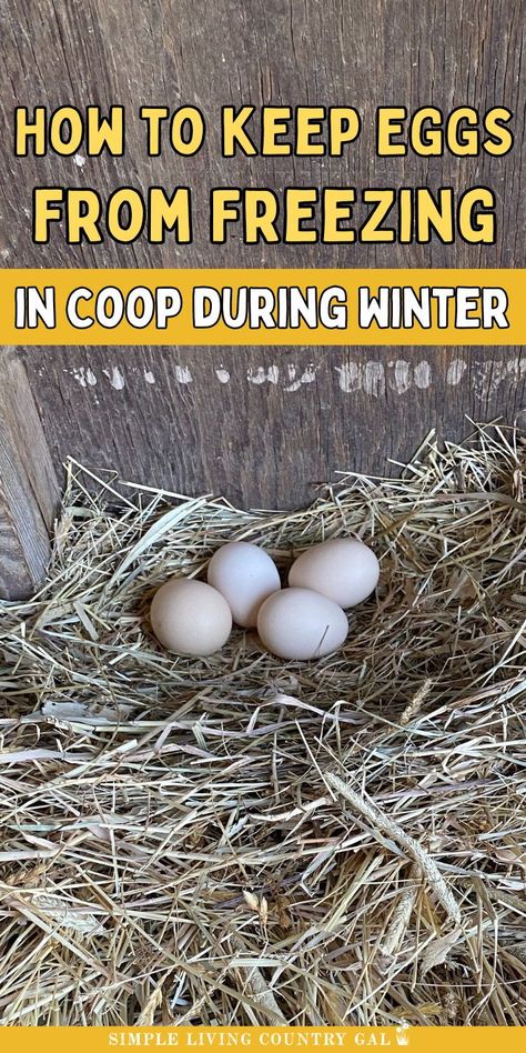 Winter can be tough on backyard chicken eggs. Learn how to keep eggs from freezing in winter with these easy tips. From coop insulation to collecting eggs quickly, discover the best ways to keep eggs safe and fresh during winter months. Insulating Chicken Coop, How To Winterize Chicken Coop, Coop Insulation, Chicken Eggs Hatching, Chicken Coop Winter, Chicken Roost, Chickens In The Winter, Collecting Eggs, Chicken Care