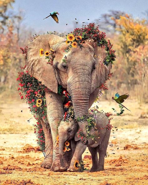 (17) Home / Twitter Elephant Pictures, Elephant Tattoo, Elephant Love, Happy Earth, Elephant Art, An Elephant, Pics Art, Mothers Love, Baby Elephant