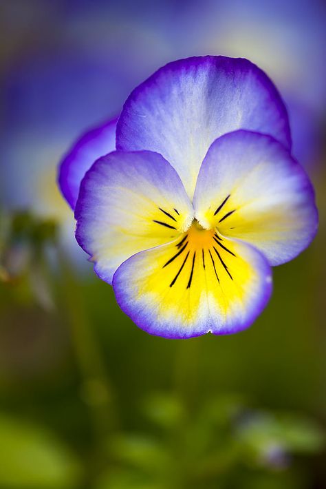 pansy by Rodney Dyson on 500px Yellow Flower Art, Yellow Pansy, Pansy Flower, Bride Fashion, Blogger Lifestyle, Pansies Flowers, Flowers Garden, Diy Plants, Yellow Flower