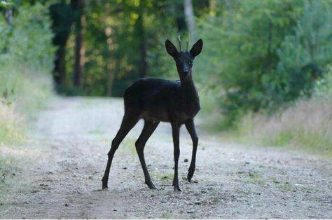 A Black Doe Two Faced Cat, Melanistic Animals, Wood Turtle, Baby Reindeer, Ride The Lightning, Trash Panda, Black Animals, Narnia, Zebras