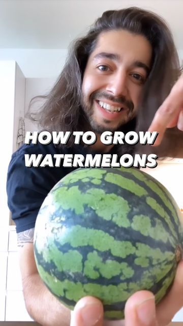 Growing Watermelon From Seed, Watermelon Plants, Grow Watermelon, Upcycle Hacks, Creative Explained, How To Grow Watermelon, Watermelon Plant, Plant Book, Watermelon Seeds