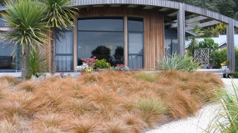 A mass planting of Carex testacea provides an alternative to grass, at Madeline Brettkelly's property in Ohope Beach. Carex Testacea, Mass Planting, Pool Landscape Design, Concrete Pool, Backyard Pool Landscaping, Home Garden Design, Low Maintenance Garden, Native Garden, Landscaping With Rocks