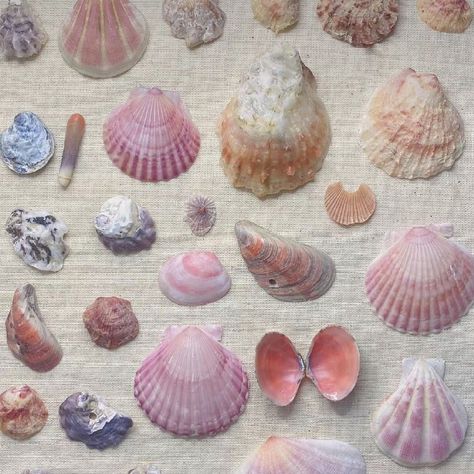 So pretty ✨🐚💜 Who else loves sea shells? I'm so inspired by all sorts of different shells right now and the variety of colours. My Pinterest is just all shells right now. Here are some of my favs. #shells #shellart #shelllover #seashellsbytheseashore #shells🐚 Seashells Wallpaper, Summer Vibes Aesthetic, Wallpaper Cover, Lola Tung, Mermaid Core, Mermaid Aesthetic, Pearl Jewellery, Foto Ideas Instagram, Aesthetic Pink