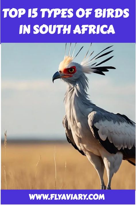 Discover the diverse 🦜 types of birds in South Africa! 🇿🇦 #SouthAfricaBirds #BirdWatching South African Birds, Types Of Birds, African Skies, Lilac Breasted Roller, Aerial Acrobatics, What Is A Bird, Marine Ecosystem, Bird Care, Colorful Parrots