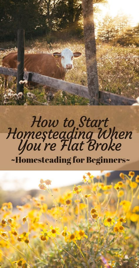 How To Start Homesteading When You're Flat Broke - Click now to learn the best tips for starting a homestead today even if you feel like you have NO money! Learn about some of the typical homestead startup costs, homesteading on a budget, and homesteading when you're BROKE! | homesteading for beginners | homesteading ideas | homesteading diy | homesteading ideas self sufficient | homesteading ideas step by step | #homesteading #homesteadingforbeginners #homesteadingtips #homestead Things You Need For Homesteading, Homestead On An Acre, Animals For Homesteading, Farm Journal Ideas, Homesteading In Florida, 1 Acre Homestead Layout Small Farm, French Homestead, Profitable Homestead, Idaho Homestead