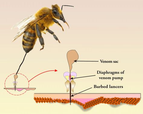 BEE VENOM BENEFIT   (1) Contains peptides, enzymes, and other components that have been found to have anti-inflammatory effects. These properties can be harnessed to develop treatments for inflammatory conditions such as arthritis and certain skin disorders. #beevenom #beekeeping Bee Venom, Skin Disorders, Queen Bees, Bee Keeping, Venom, Bee, Skin