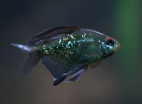 black Diamond tetra Black Phantom Tetra, Diamond Tetra, Fish Freshwater, Beautiful Tropical Fish, Tetra Fish, Ikan Air Tawar, Saltwater Fishing Lures, Fresh Water Fish Tank, Whale Sharks