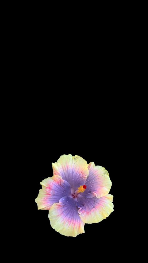 #flowersaesthetic #hibiscusflower #wallaper #flower Flower Wallpaper Purple, Hibiscus Flower Wallpaper, Tiktok Content, Purple Hibiscus, Flower Wallpapers, Flowers Petals, Nothing But Flowers, Aura Colors, Flower Black