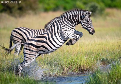 Zebra crossing Zebra Animal, Jumping Animals, Wild Animal, Zebra Reference, Zebra Profile, Zebra Running, Zebra Photography, Zebra Side View, Zebra Pictures