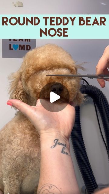 Diy Poodle Grooming, Toy Poodle Teddy Bear Cut, Maltipoo Haircut Styles Teddy Bears, Poodle Haircut Styles Teddy Bears, Mini Poodle Haircut Styles, Golden Doodle Haircut Styles, Poodle Grooming Styles, Maltipoo Haircut Styles, Toy Poodle Haircut Teddy Bears