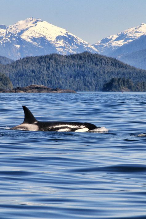 Welcome to Vancouver Island – a nature lover's paradise! 🏞️ From Victoria's historic charm to the untamed beauty of Tofino's rugged coast, this island is a symphony of diverse ecosystems and wildlife! 🦅🐻 Get ready for grizzly bears, marine safaris and whale watching!🚤 Prepare to be enchanted by this island's incredible beauty! 🌊 #Canada #VancouverIsland #BC #Whales #Grizzlies #Tofino #Victoria Gulf Islands Bc, Victoria Island Canada, West Coast Canada, Tofino British Columbia, Victoria Vancouver Island, Tofino Bc, Canada Trip, Grizzly Bears, Victoria Island