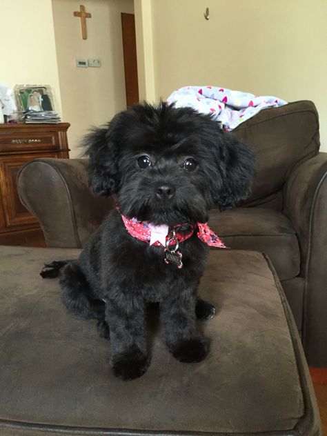 Minnie female shipoo puppy Shipoo Dogs, Shipoo Puppies, Shih Poo, Adorable Animals, Dog Treats, Dogs And Puppies, Cute Animals, Puppies, Dogs