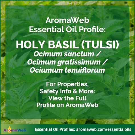 Holy Basil Essential Oil Uses and Benefits | AromaWeb Tulsi Benefits, Holy Basil Essential Oil, Essential Oil Books, Essential Oils Business, Basil Essential Oil, Essential Oil Safety, Basil Oil, Essential Oil Benefits, Plant Therapy