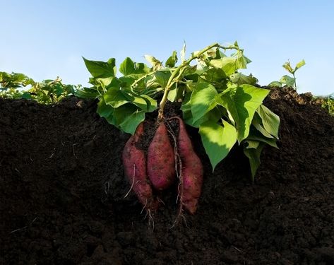 There's nothing like a roasted sweet potato slathered in butter, and the best kind are the ones grown at home. Here's your guide to growing sweet potatoes at home. Sweet Potato Growing, Plant Sweet Potatoes, Grow Sweet Potatoes, Potato Growing, Gardening Photos, Sweet Potato Slips, Potato Gardening, Sweet Potato Plant, Growing Sweet Potatoes