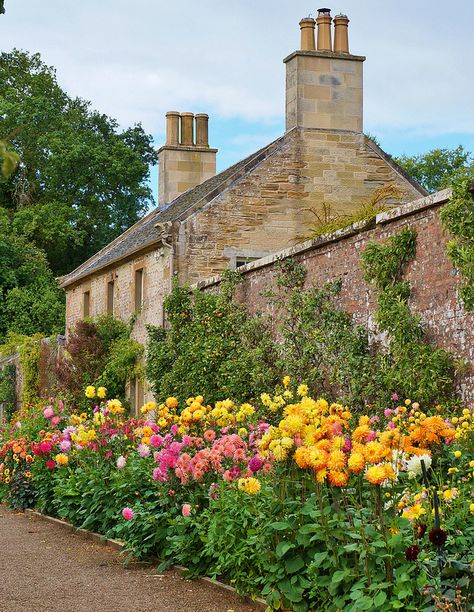 Dahlia border, Culzean Castle, Ayrshire, Scotland Dahlias In Garden, Dahlia Landscaping, Dahlia Garden Ideas, Dahlia Border, Dahlia Gardens, Dahlia Flower Garden, Culzean Castle, Florida Cottage, Dahlia Garden