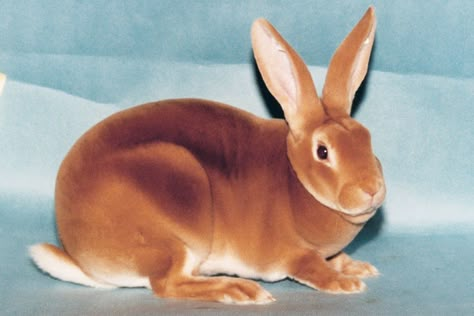 Orange -    National Orange and Fawn Rex Rabbit Association Orange Rabbit, Show Rabbits, Pet Bunny Rabbits, Rabbit Breeds, Bunny Care, Holland Lop, Animal Study, Jack Rabbit, Pet Bunny