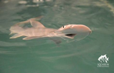 Adorable Baby Sharks Bonnethead Shark, Silly Sharks, Shark Stuff, Shark Pictures, Shark Bait, Hammerhead Shark, Cute Shark, Bigger Boat, Dog Biting