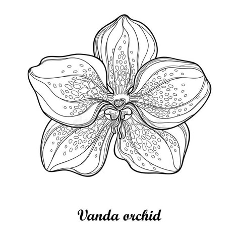 Vector illustration with outline Vanda orchid flower isolated on white background. Epiphyte tropical flower. Exotic Vanda. Vector illustration with outline vector illustration Orchid Drawing, Printable Flower Coloring Pages, Moana Coloring Pages, Orchid Tattoo, Vanda Orchids, Book Outline, Coloring Pages Inspirational, Spring Coloring Pages, Flower Outline