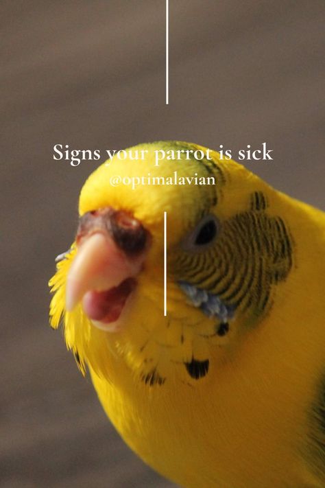 In this blog I go over Signs of sickness in parrots. • Budgie toys • Budgie cage setup • Parrot toys • Parrot toys diy • Parrot food recipes • Parrot chop recipes • Healthy budgie food • Taming budgies • Budgie taming tips • Taming a budgie • Hand taming budgies • Parrot training • Parrot training tips • Parrot training treats PARROT ART | DIY PARROT TOYS HOMEMADE| DIY PARROT CAGE | PARROT TAMING TIPS | BUDGIE TAMING | PARROT TRAINING| PARROT CAGE | PARROT DIET | PARROT TOYS | Budgie Cage Setup, Parrot Chop, Budgie Food, Diy Parrot, Diy Parrot Toys, Budgies Parrot, Parrot Care, Parrot Diet, Budgie Cage