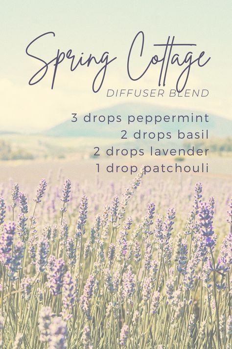 Spring Cottage Diffuser Blend: 3 drops peppermint, 2 drops basil, 2 drops lavender, 1 drop patchouli. Background is a faded photograph of a lavender field with a mountain silhouetted in the distance. Lavender Peppermint Diffuser Blend, Lilac Essential Oil Blend, Basil Diffuser Blend, Taylor Swift Diffuser Blends, Basil Essential Oil Blends, Patchouli Diffuser Blend, Peppermint Diffuser Blend, Lavender Diffuser Blends, Lavender Essential Oil Blends