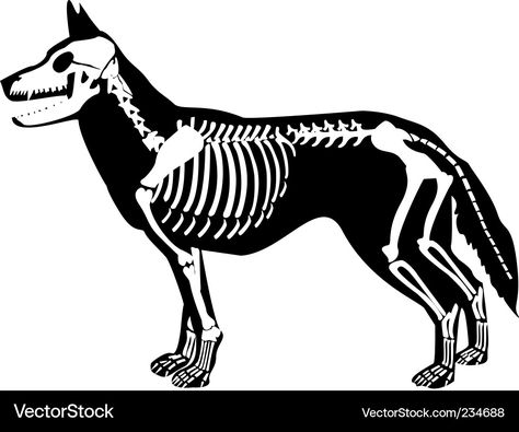 Storybook Character Costumes, Types Of Bones, Animal Life Cycles, Skeleton Drawings, Dog Anatomy, Tree Drawings Pencil, Dog Skeleton, X Rays, London Zoo