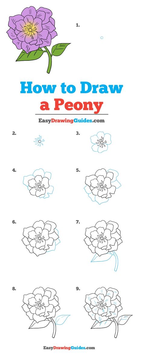 Learn How to Draw a Peony: Easy Step-by-Step Drawing Tutorial for Kids and Beginners. #Peony #DrawingTutorial #EasyDrawing See the full tutorial at https://easydrawingguides.com/how-to-draw-a-peony/. Doodle Peony, How To Draw Peony, Peony Doodle, How To Draw Peonies, Flowers Drawing Step By Step, Draw Peonies, How To Draw Flowers Step By Step, Draw Peony, Draw A Peony