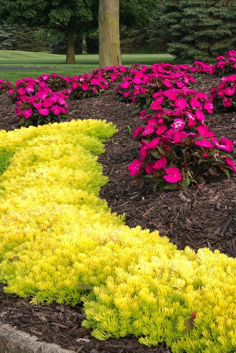 Lime Green Plants Perennials, Bright Green Plants Outdoor, Colorful Perennials Part Sun, Full Sun Pathway Plants, Neat Garden Ideas, Direct Sun Landscaping Ideas, Ever Green Plants Outdoor, Landscape Design Front Of House Full Sun, Full Sun Foliage Plants