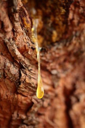 Turning pine sap into 'ever-green' plastics Boswellia Sacra, Myrrh Essential Oil, Myrrh Oil, Organic Deodorant, Tree Sap, Fragrance Ingredients, Citrus Essential Oil, Frankincense Oil, Types Of Plastics