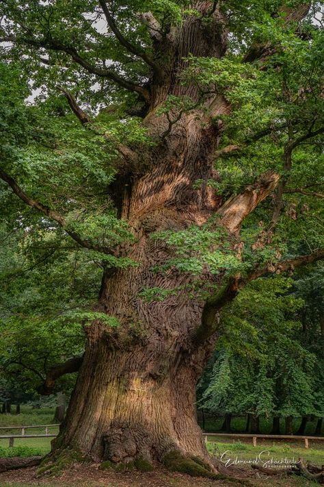 Oak Forest, Old Oak Tree, Human Anatomy Art, 1000 Years, Old Tree, Old Trees, Unique Trees, Tree Forest, Tree Bark