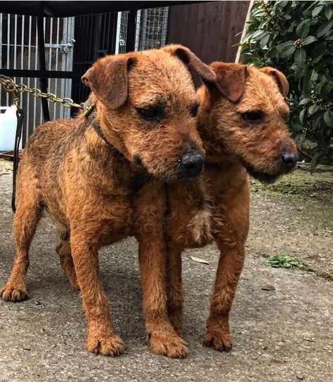 Working Terrier, Lakeland Terrier, Manchester Terrier, Three Dogs, Group 3, Sporting Dogs, Dog Boarding, Hunting Dogs, Working Dogs