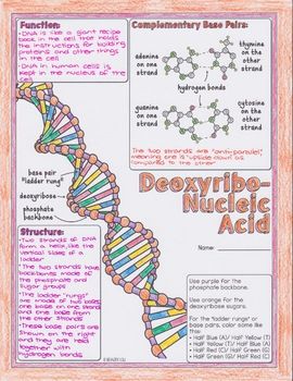 Nucleic Acids Biology Doodle Diagrams by Science With Mrs Lau | Teachers Pay Teachers Dna Notes Biology Aesthetic, Aesthetic Biology Diagrams, Nucleotides Notes, Biology Doodle Notes, Innovative Chart Ideas For Biology, Science Diagrams Biology, Dna Notes Aesthetic, Biology Diagrams Aesthetic, Nucleic Acid Notes