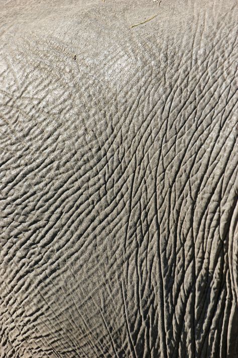 The wrinkled, beautifully textured, skin of an African elephant. Elephant Skin Texture, African Color Palette, Human Texture, Color Palette Interior, Organic Interior Design, Organic Interior, Color Palette Interior Design, Alien Patterns, Elephant Skin