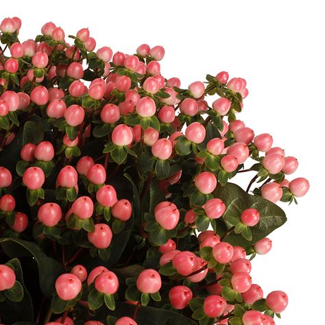 Peach Hypericum, Hypericum Berry, Flower Identification, Hypericum Berries, Berry Plants, Cut Flower Garden, Growing Flowers, Cut Flowers, Love Flowers