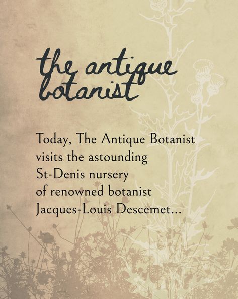 Today, The Antique Botanist visits the astounding St-Denis nursery of renowned botanist Jacques-Louis Descemet. Surrounded by a dazzling array of beautifully cultivated specimens, she brushes against their velvety petals and discover one particular bloom, dense with tight folds of rich burgundy and mauve, releases an exquisite scent. She snips one, two, three blooms of “le Rosier Évêque”, which she knows as ‘The Bishop Rose’, and arranges them in a loose bouquet in twine to take back to t... Marmalade Toast, Poppy Leaf, Victorian Maximalism, Poppy Leaves, French Apothecary, Sips Tea, Loose Bouquet, Alexandra Palace, St Denis