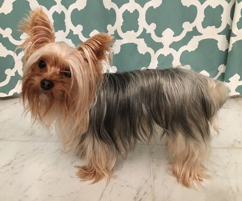 Yorkie, Yorkshire terrier, beautiful long hair. Yorkshire Terrier Long Hair, Long Hair Yorkie, Best Hair Cut, Yorkie Cuts, Yorkie Haircuts, Yorkshire Dog, Puppy Time, Long Haired Dogs, Yorkie Terrier