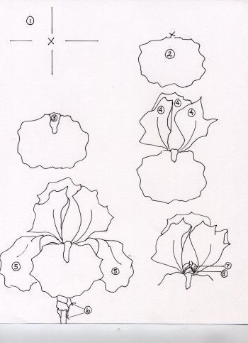 iris by donna debling Iris Art Drawings, How To Draw An Iris Flower Step By Step, Bearded Iris Drawing, How To Draw Iris Flower, Botanical Pencil Drawings, How To Draw An Iris, How To Draw Iris, Draw Iris Flower, Iris Flowers Drawing