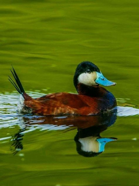 Ruddy Duck, Duck Bird, Waterfowl Hunting, Duck Decoys, Winter Bird, Bird Watcher, A Duck, Duck Hunting, Nature Center