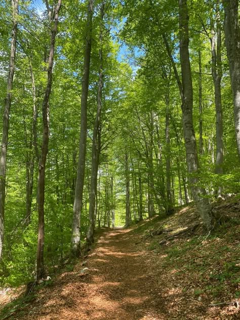 Forest Paths, Wood Path, Natural Path, Natures Path, Summer Forest, Summer Trees, Real Nature, Spring Morning, Countryside Landscape