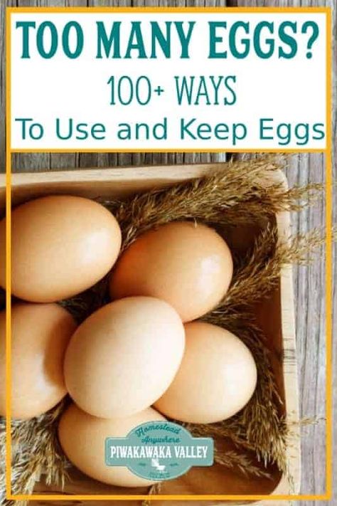 Chickens Aesthetic, Too Many Eggs, Chicken Incubator, Egg Laying Chickens, Coop Ideas, Backyard Poultry, Coop Plans, Keeping Chickens, Egg Laying