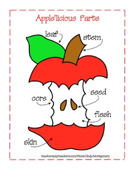 Apple'licious Apple Parts and Color Words Apple Word, Color Word Activities, Apple Facts, Fall Classroom Activities, Preschool Apple Theme, Interactive Charts, Apple Preschool, Apple Craft, Apple Art