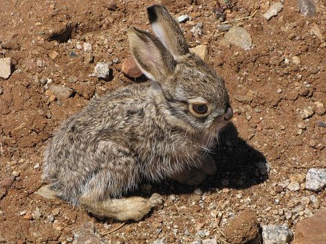 Dude Ranch Vacations, Rabbit Life, Rabbit Drawing, Animal Help, Guinea Pig Cage, Jack Rabbit, Dude Ranch, Animal Book, Pet Rabbit