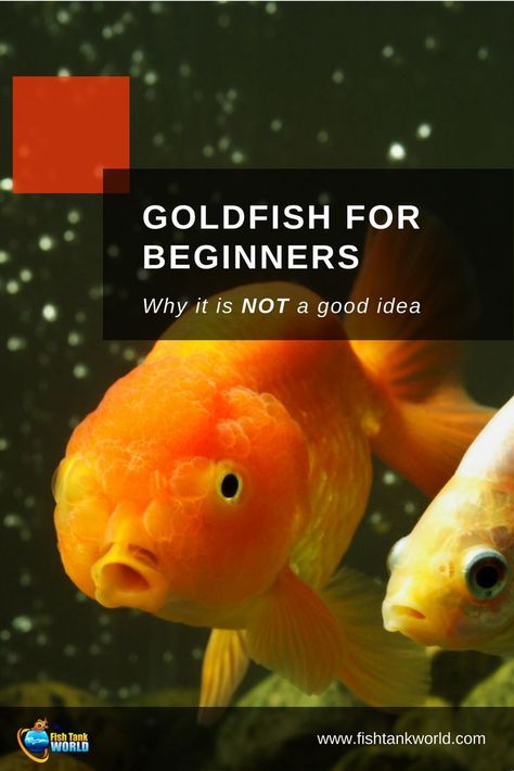 Goldfish Names, Goldfish Care, Common Goldfish, Goldfish Types, Goldfish Food, Goldfish Aquarium, Biotope Aquarium, Pet Goldfish, Goldfish Tank