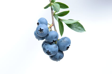 They may be small, but in the fruit world, blueberries are some of the biggest badasses of the bunch. Each tiny berry is packed with a powerful cocktail of vitamins, nutrients, and antioxidants to … Liver Cleansing Foods, Foods For Clear Skin, Fruit World, Kristina Webb, Detox Your Liver, Blueberry Fruit, Blueberry Bushes, Green Drinks, Cleanse Recipes