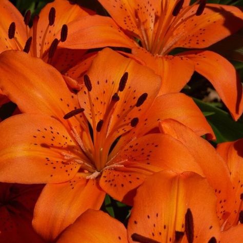 Lily Aesthetic, Tiger Lily Flowers, Lilies Of The Valley, Fragrance Tester, Fragrance Samples, Body Butters, Reed Diffusers, Flower Therapy, Bath Oils