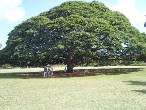 Moanalua Gardens, Candid Pictures, Honolulu Oahu, Garden Park, Tall Trees, Park Photos, Honolulu, Oahu, Trip Advisor