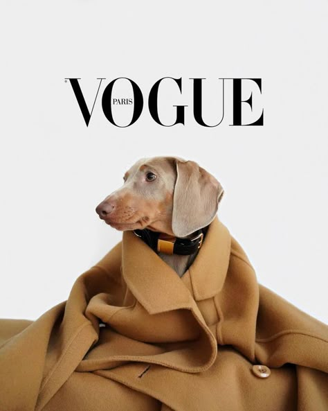 Dog Clothes Photoshoot, Dog Photoshoot Ideas, Dog Photography Studio, Arte Dachshund, Pet Photography Studio, Dog Photoshoot, 강아지 그림, Foto Tips, Vogue Covers