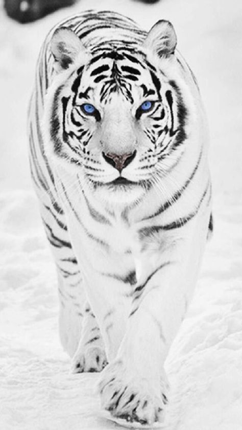 Nahee was rather rare for a breed of prey. With her lightened natural… #fanfiction #Fanfiction #amreading #books #… | Tiger pictures, Pet tiger, Tiger spirit animal