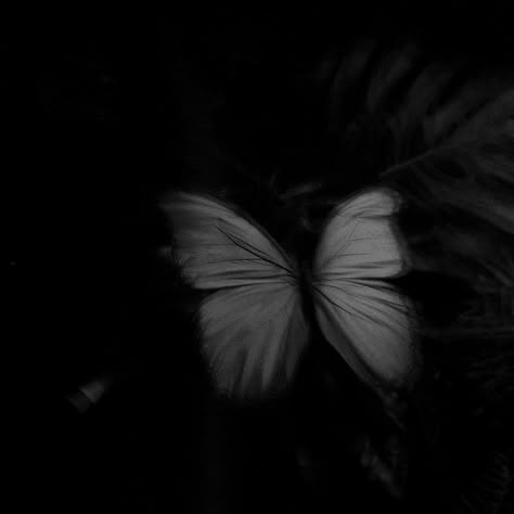 Black Butterflies Aesthetic, Hades Aesthetic, Greek Goddess Art, Butterfly Black And White, Grunge Pictures, Shadow Pictures, Dark Wallpaper Iphone, Black Shadow, Indian Aesthetic